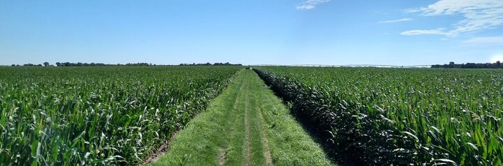 corn field