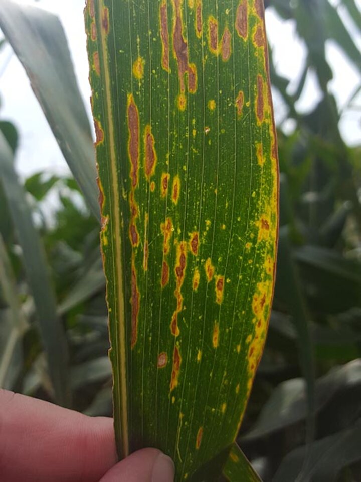 Irregular lesions of bacterial leaf streak in corn