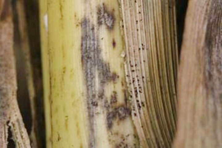 corn-diplodia-rot