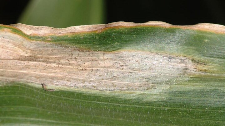 Goss's wilt freckles on a corn leaf