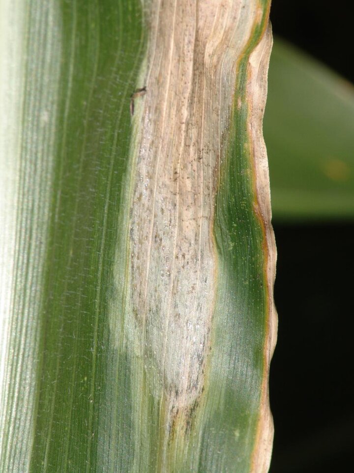 Goss's wilt on corn