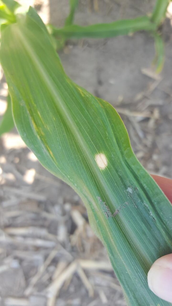 Holcus spot on corn