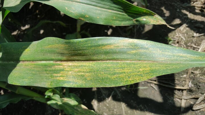 Phsyderma brown spots in corn