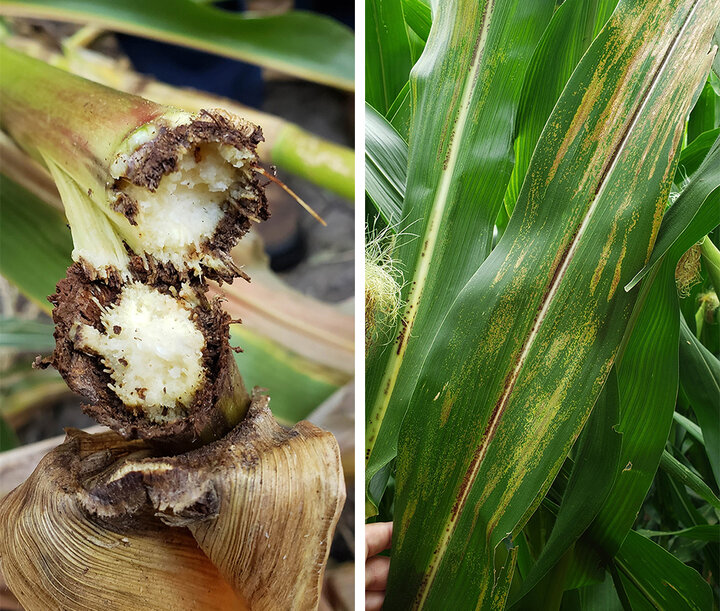 Physoderma brown spot on corn