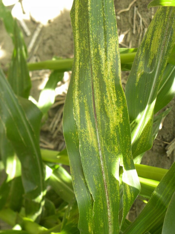 Physoderma brown spot of a corn leaf