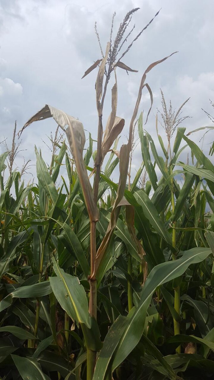 crown rot in corn