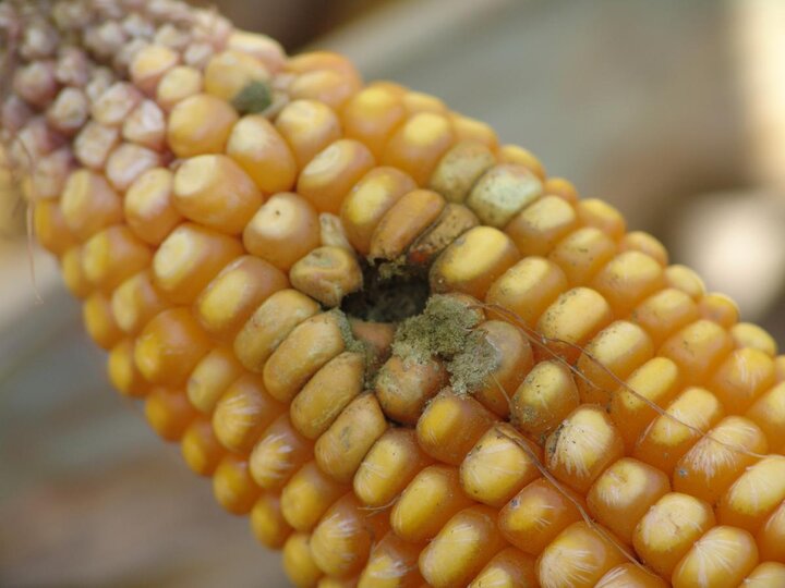 Aspergillus ear rot on a corn ear with insect injury