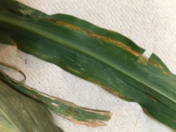 Bacterial leaf streak of corn at V4
