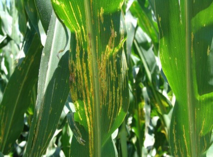 Bacterial leaf streak in corn