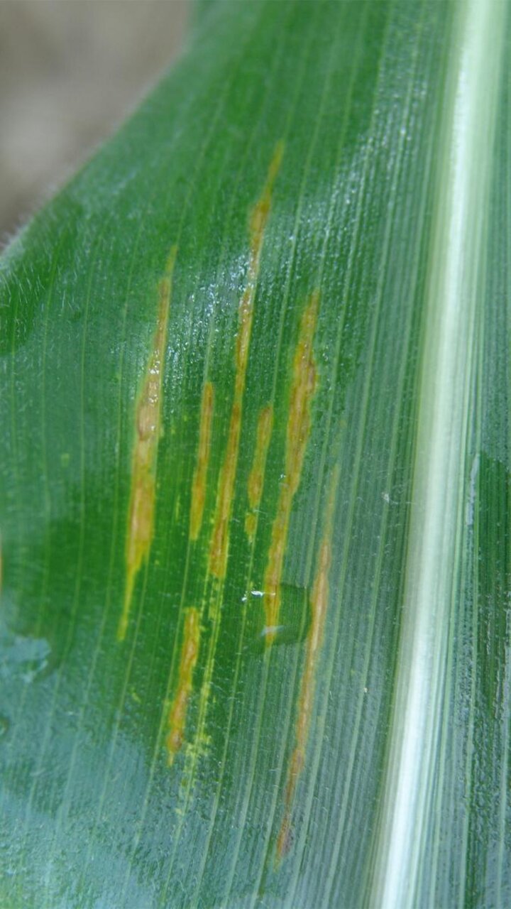 bacterial leaf streak on corn