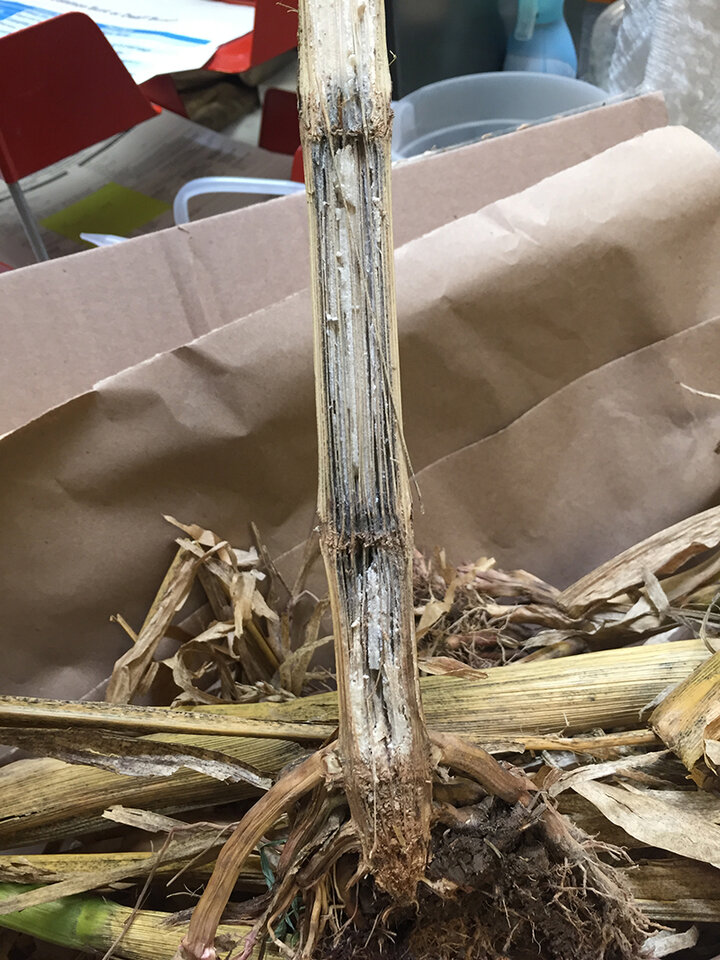 Charcoal rot on a corn stalk