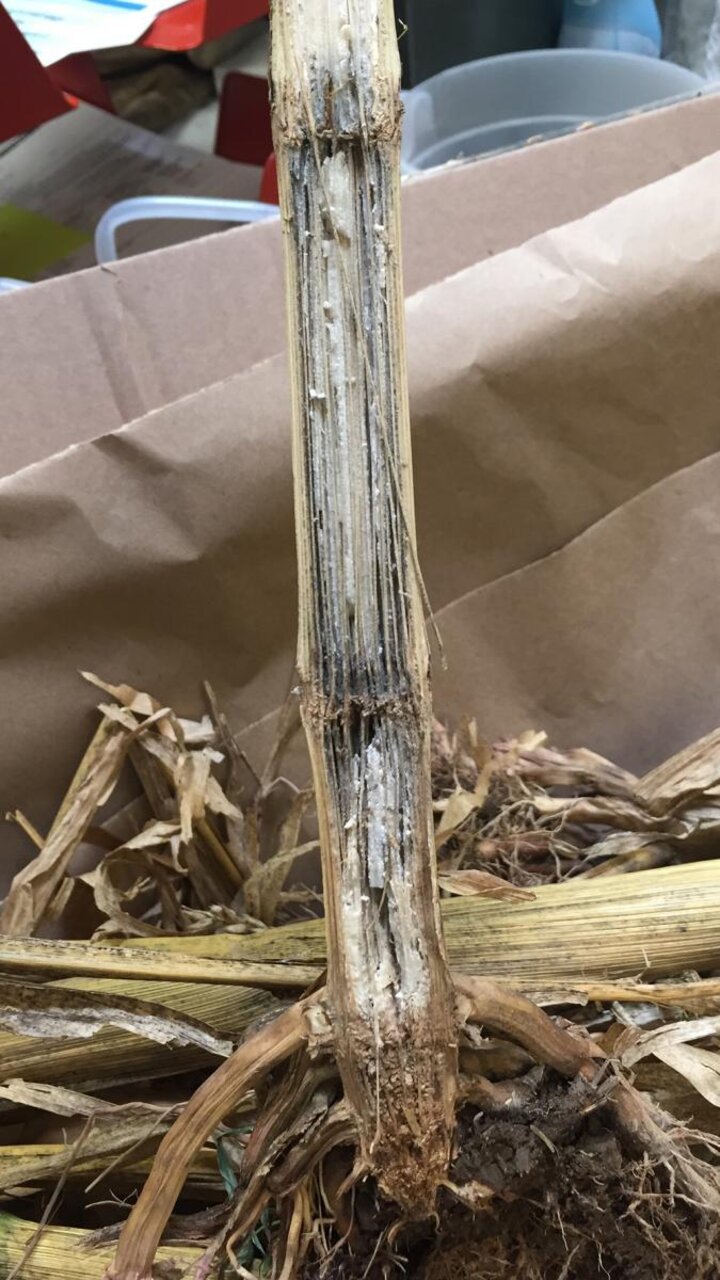 Charcoal rote in corn