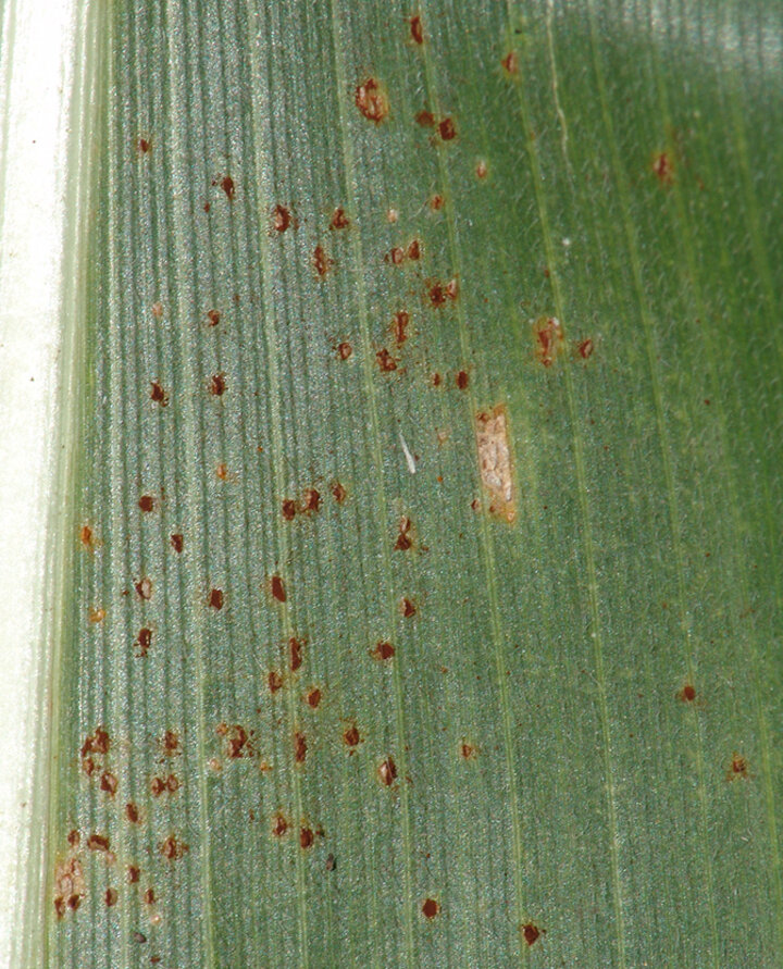 Common rust on corn leaf