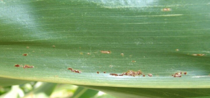 Corn common rust