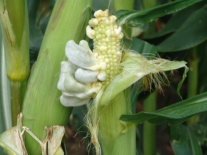 Common corn smut on an ear