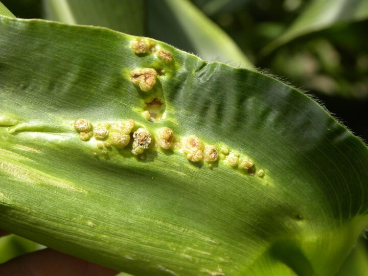 Corn smut on a corn leaf