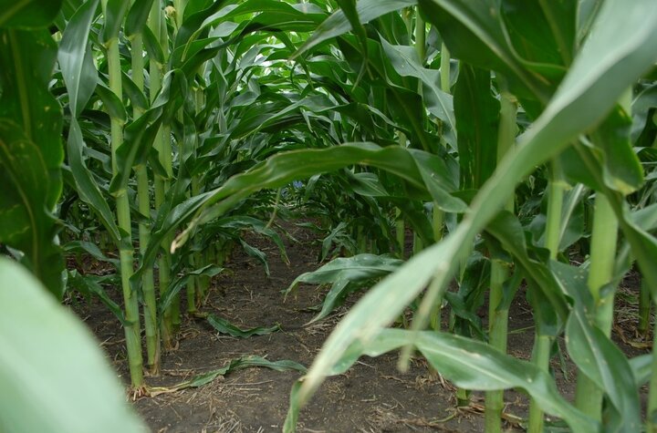 corn in Corvus field trial