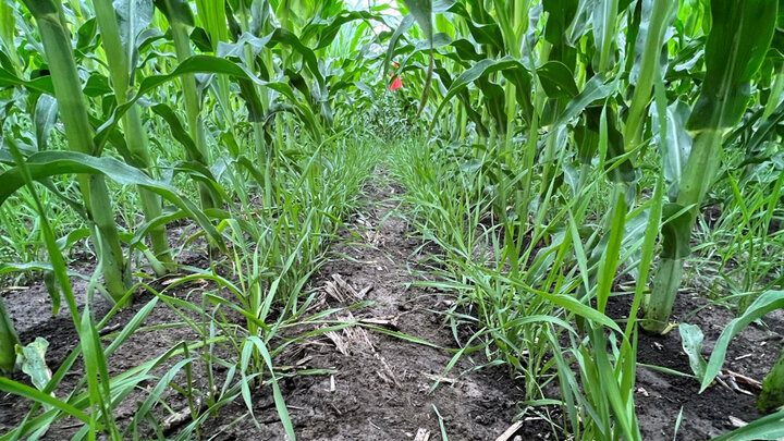 cover crops in corn field