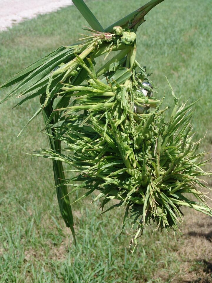Crazy top on corn
