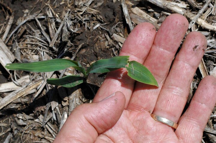 Crossing banding in corn one week later
