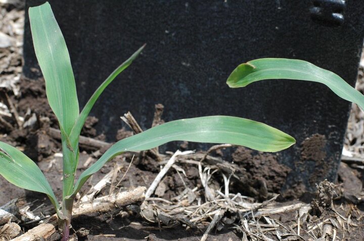 Crossing banding in corn one week later