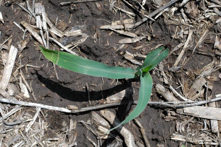 Crossing banding in corn one week later