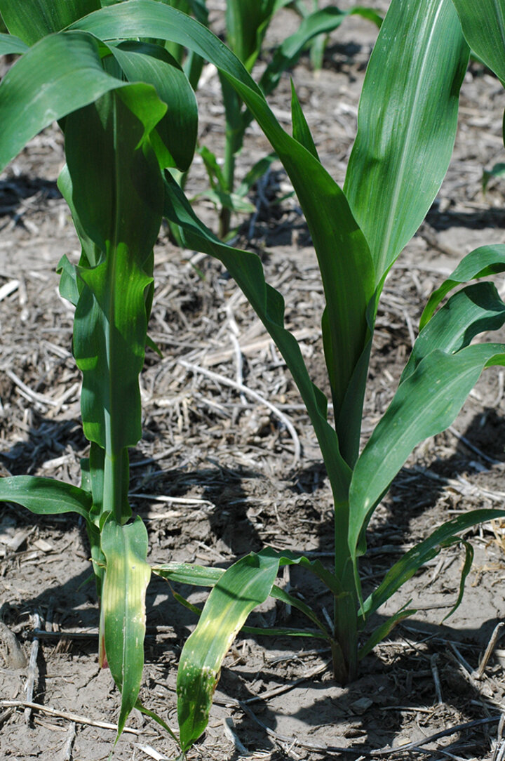 corn-cross-banding-recovery