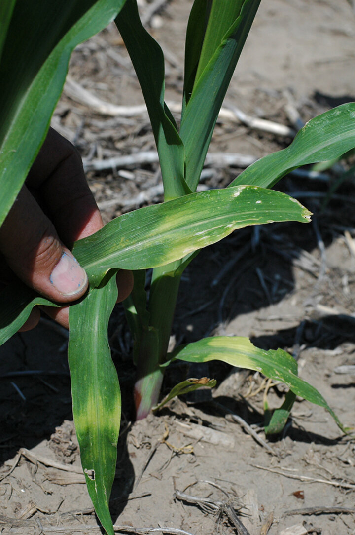 cross-banding recovery in corn