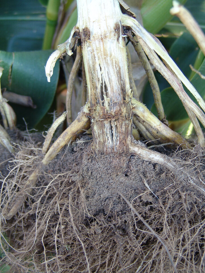 Crown rot of corn