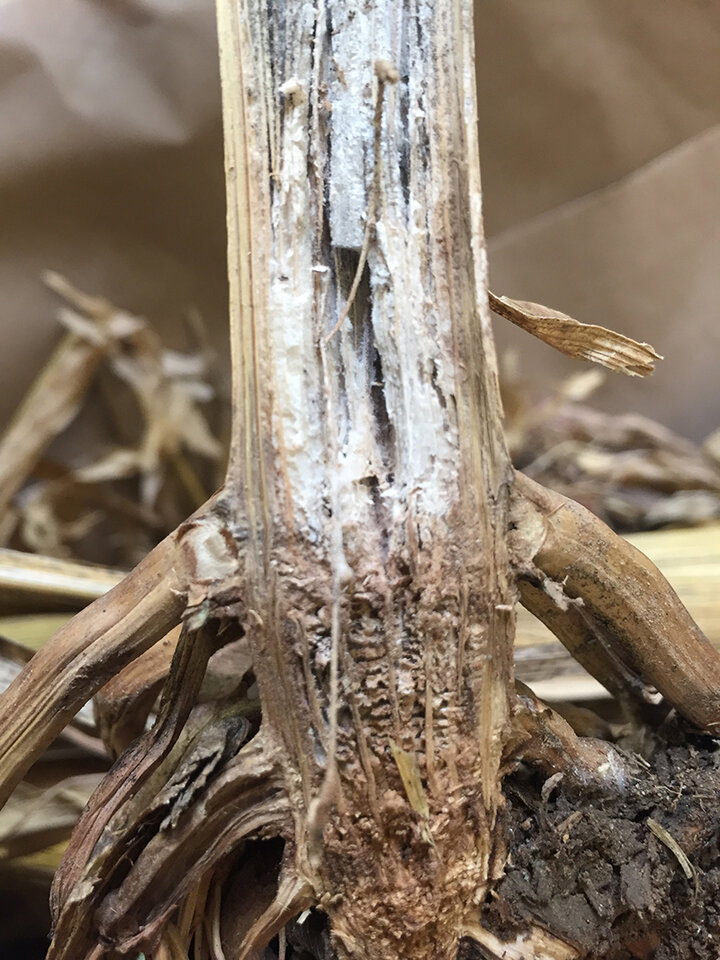 Crown rot on a corn stalk
