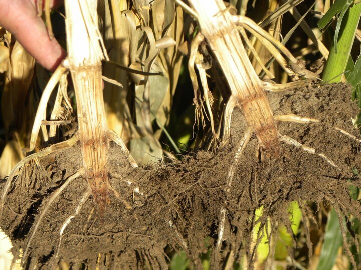 crown rot in corn