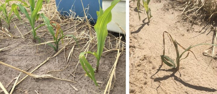 Early stage wheat stem maggot to corn