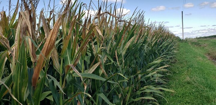 Anthracnose top dieback