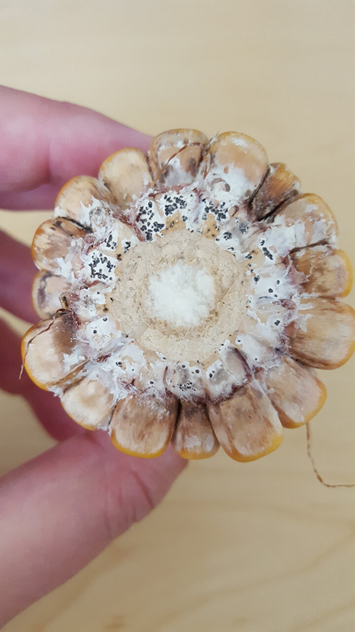 Diplodia pycnidia on a corn ear