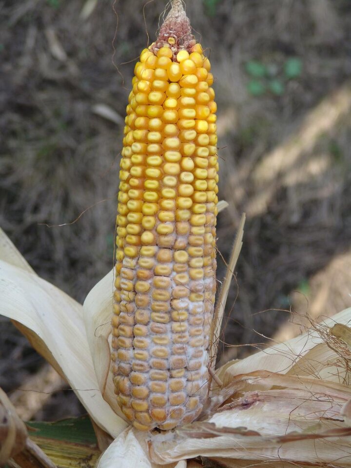 Diplodia ear rot in corn