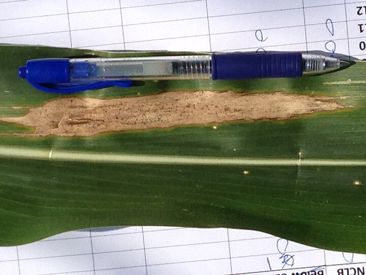 Diplodia in corn