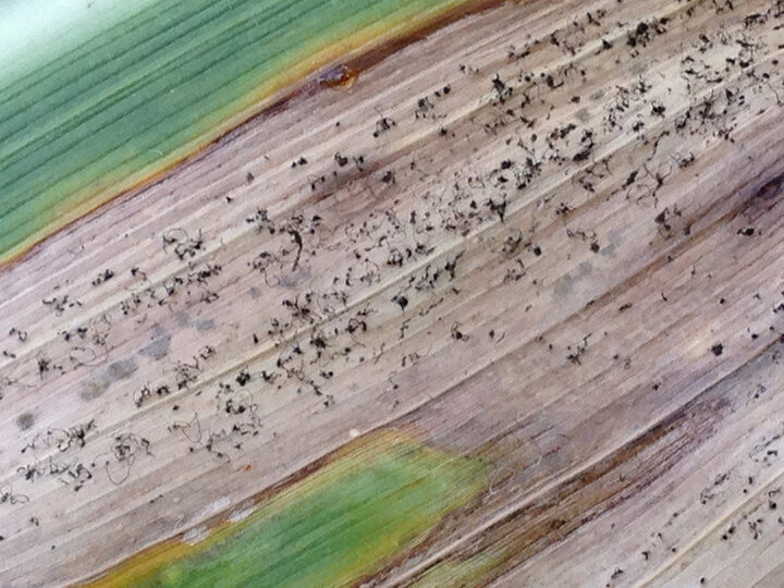Diplodia in corn