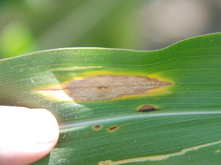Diplodia in corn