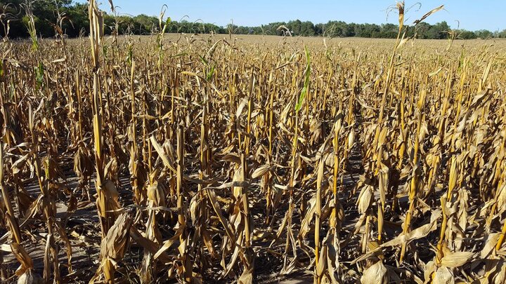 Corn top dieback from anthracnose