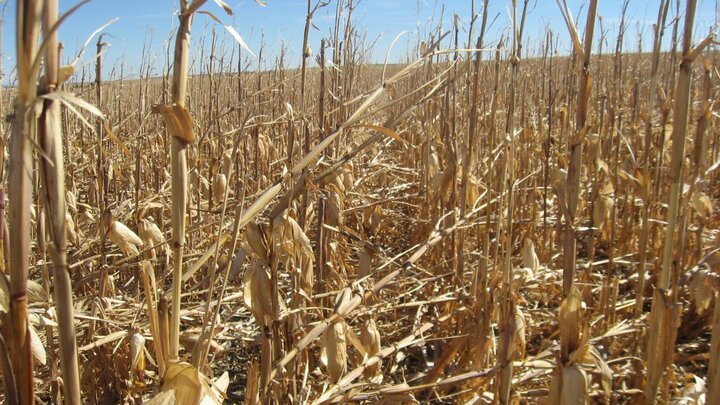Downed corn