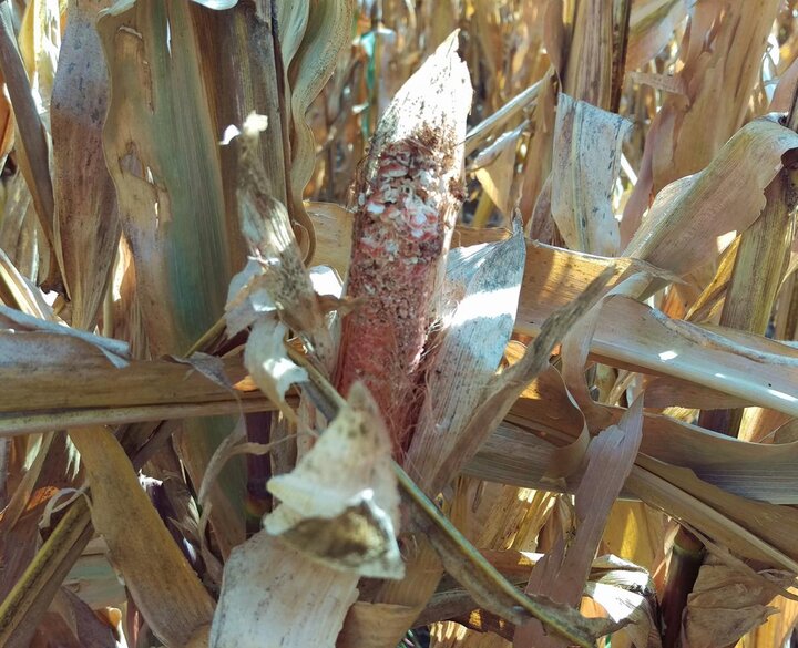 Mushy kernels lower yield
