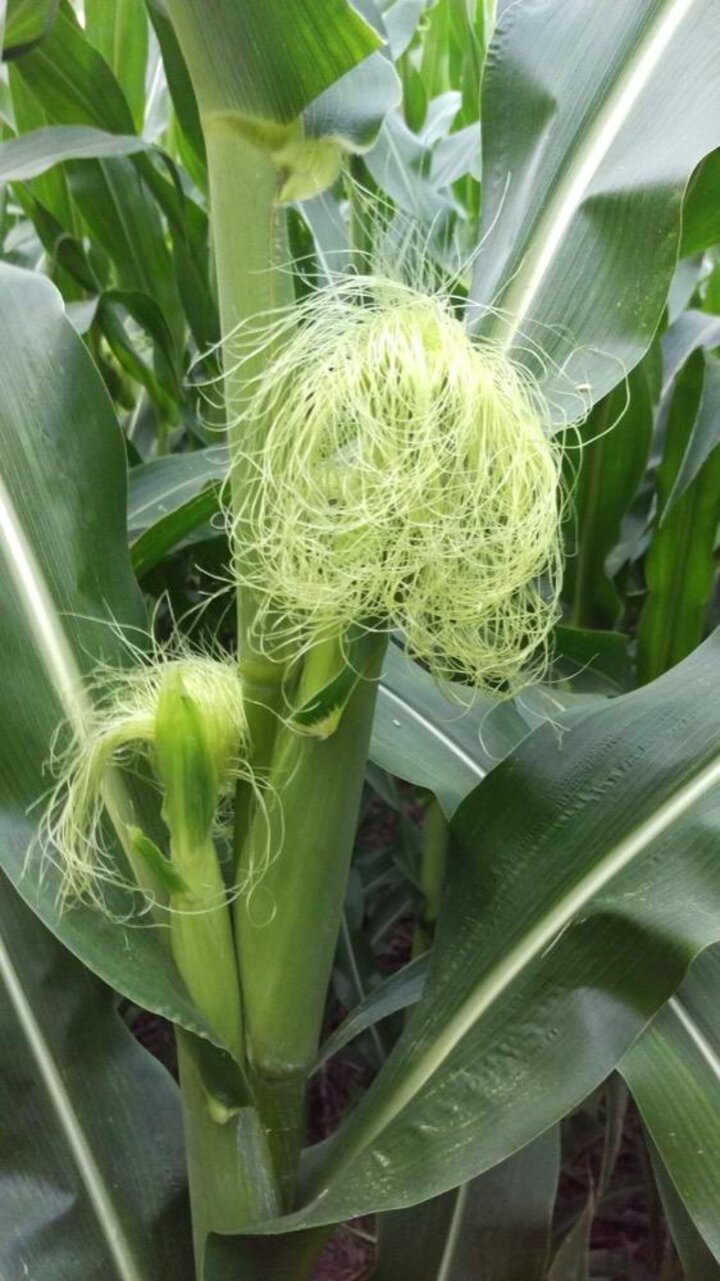 Corn silk