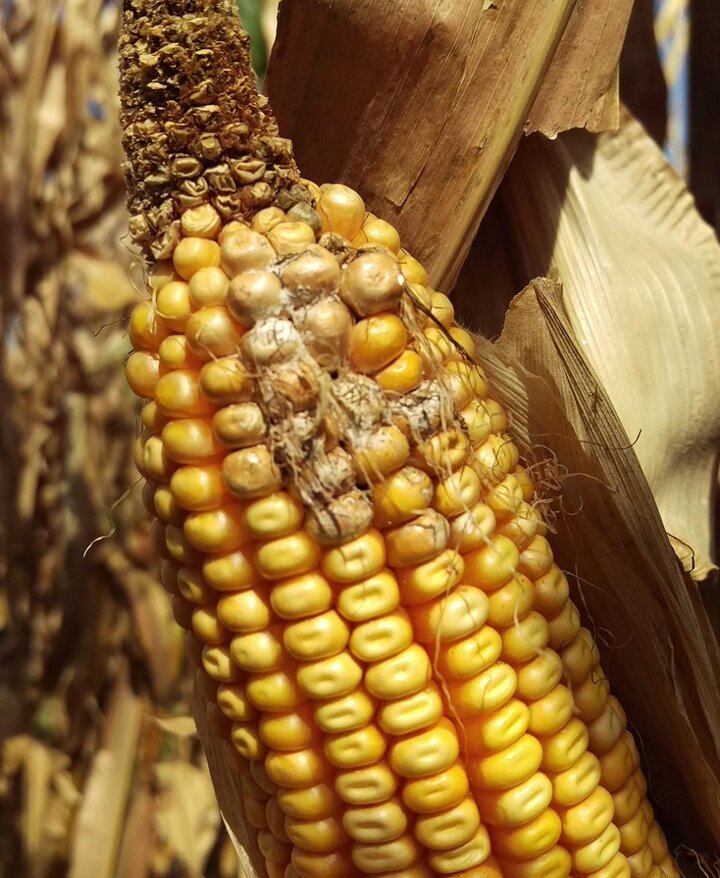 corn ear tip back at harvest