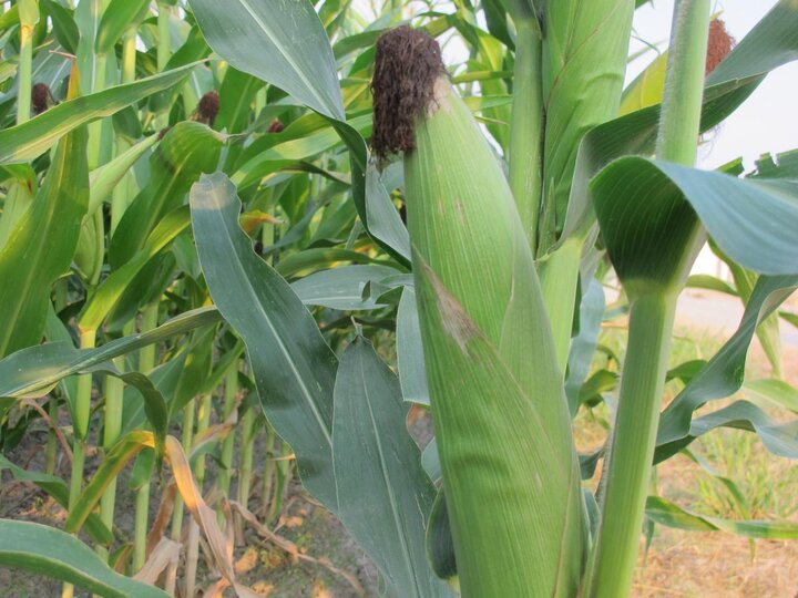 Corn ear