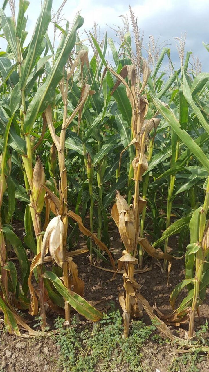 crown rot in corn