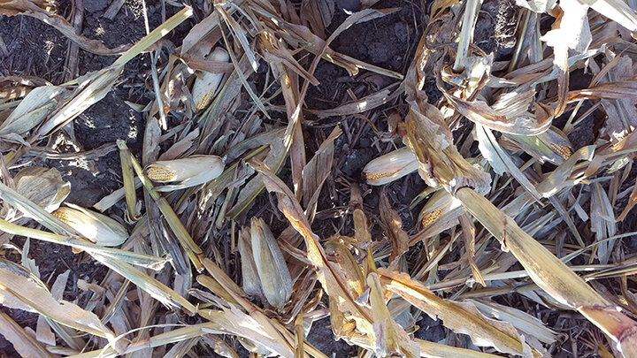 Downed corn