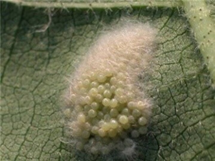 Fall armyworm