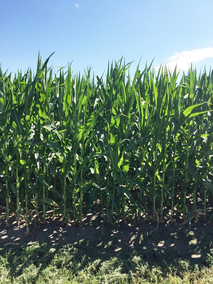 Corn field near silking