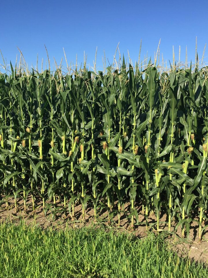 Corn field just past silking