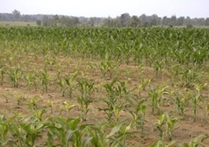 Poor stand of corn that would benefit from animal manure fertilization
